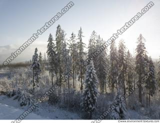 background forest winter 0007